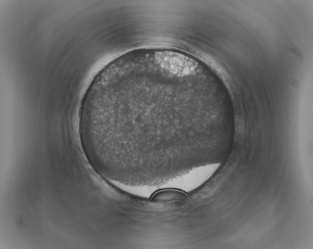 X0000111441480200908241132