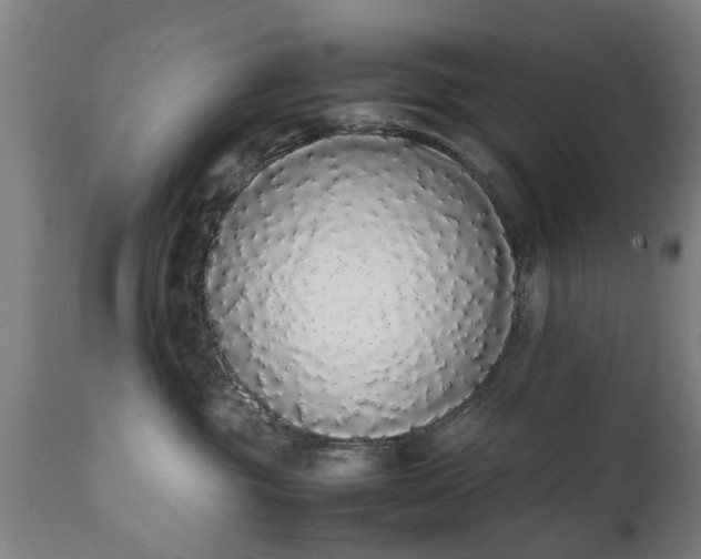 X0000111450381200907201055