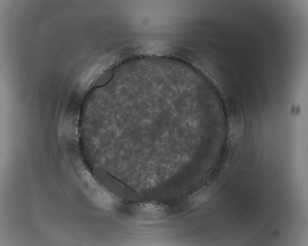 X0000111450585200907201051