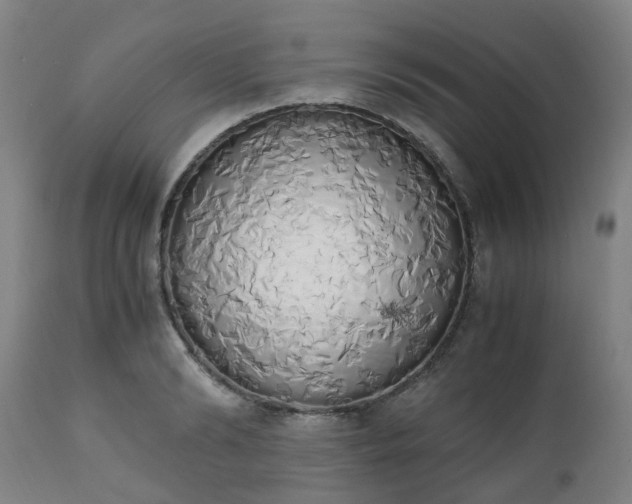 X0000111450894200907201046