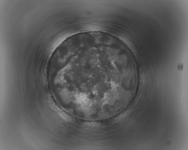 X0000111451023200907201044
