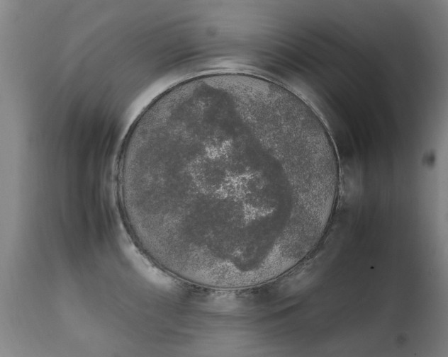 X0000111451098200907201043