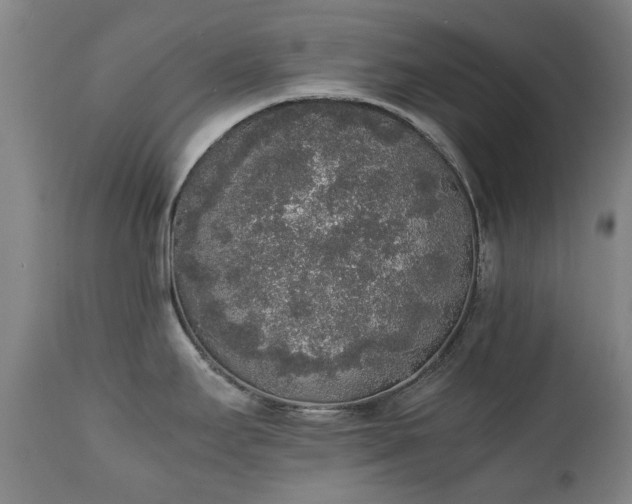 X0000111451295200907201039