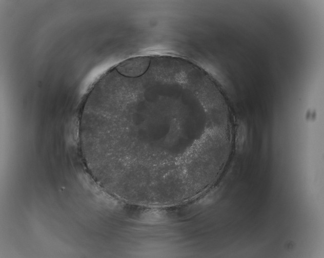 X0000111451358200907201039