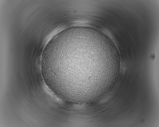X0000111451386200907201038