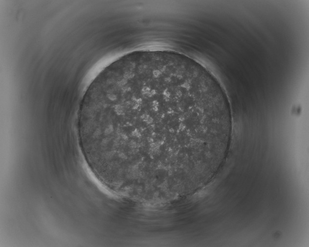 X0000111451429200907201038