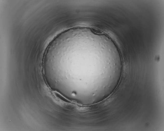 X0000111451435200907201038
