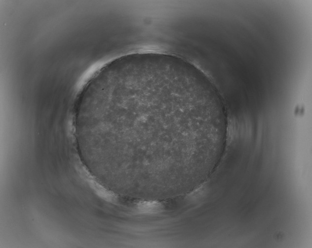 X0000111451454200907201037