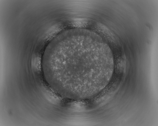 X0000111450696200907271231