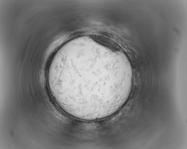 X0000111450245200908031419