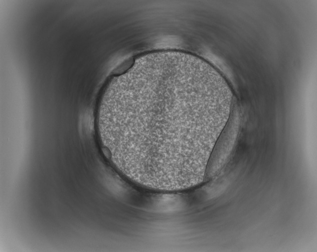 X0000111450060200908101043