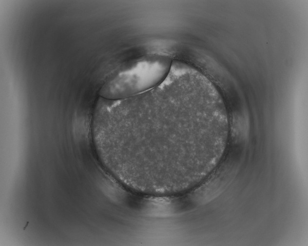 X0000111450409200908101038