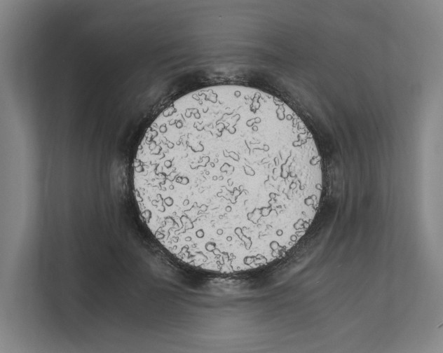 X0000111450699200908101035