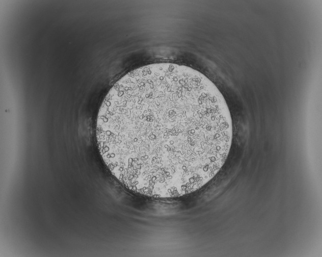 X0000111450707200908101035
