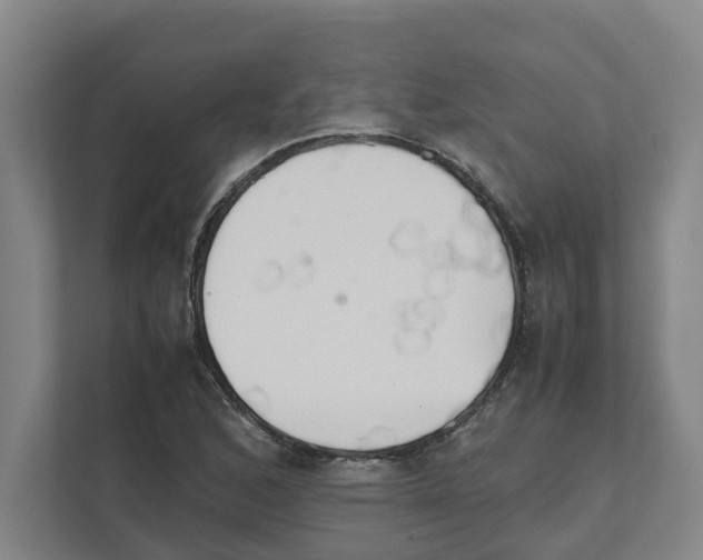 X0000111451168200908101029
