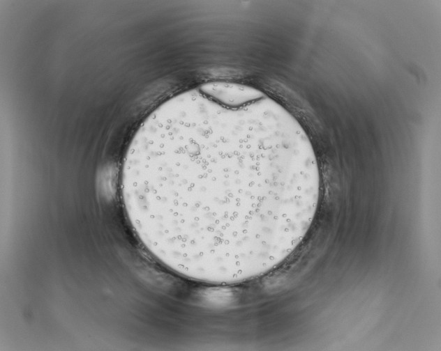 X0000111450075200908241215