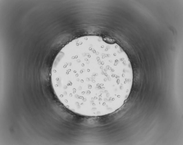 X0000111450078200908241215