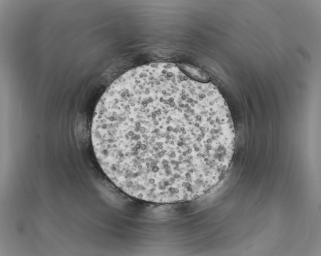 X0000111450186200908241214