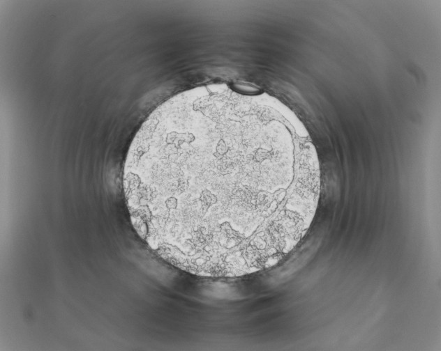 X0000111450285200908241212