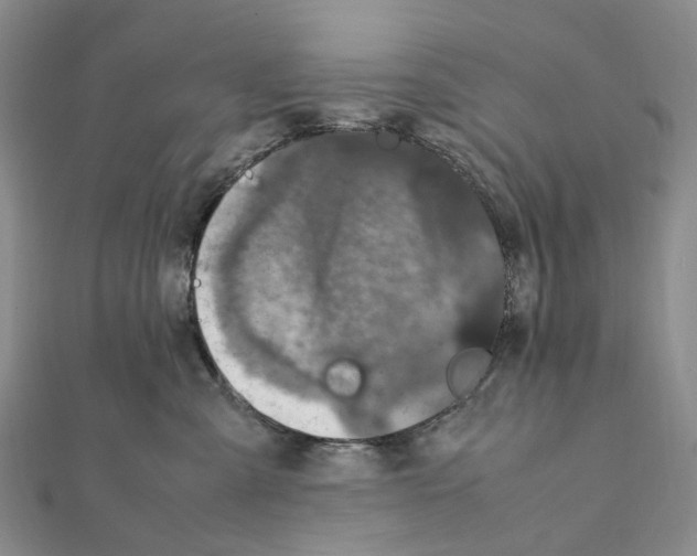 X0000111450427200908241210