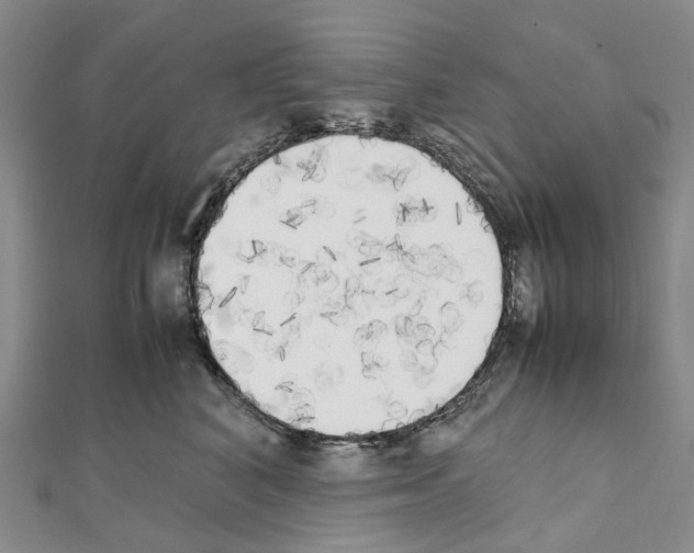 X0000111450616200908241207