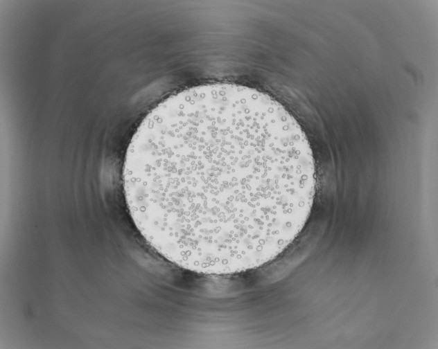 X0000111450623200908241207