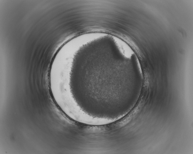 X0000111450806200908241204