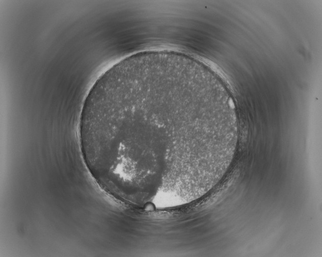 X0000111450943200908241202