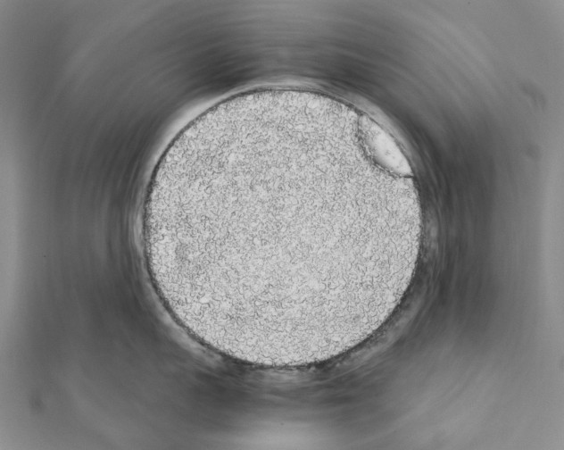 X0000111450959200908241203