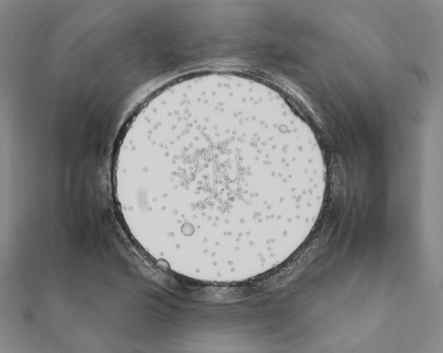 X0000111451176200908241159
