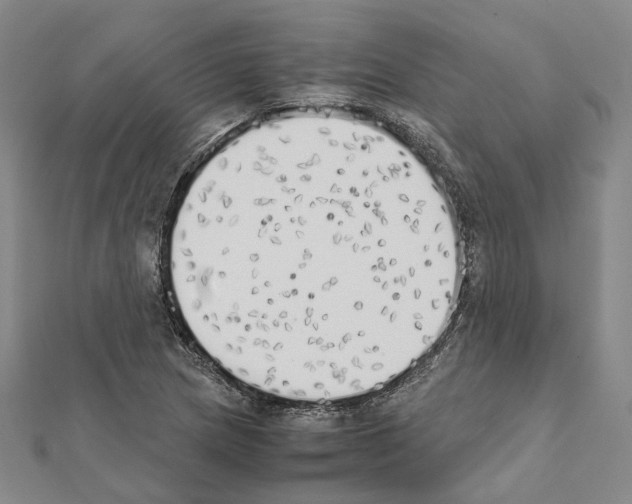 X0000111451217200908241158