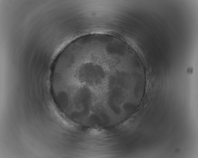X0000111460346200907131501