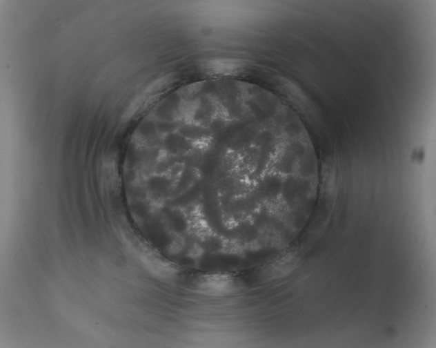 X0000111460377200907131501