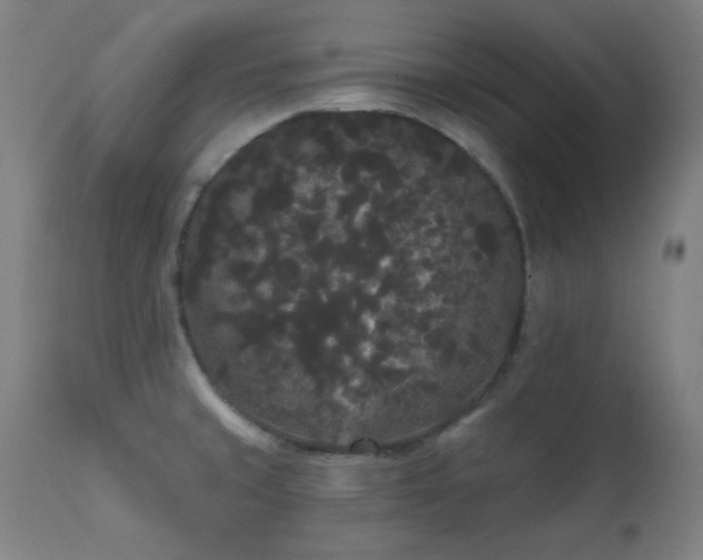 X0000111461429200907131444