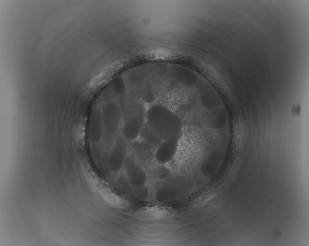 X0000111460545200907201115