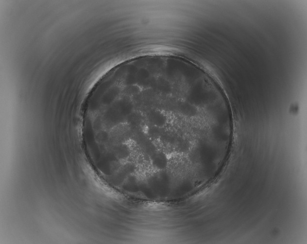 X0000111460835200907201111