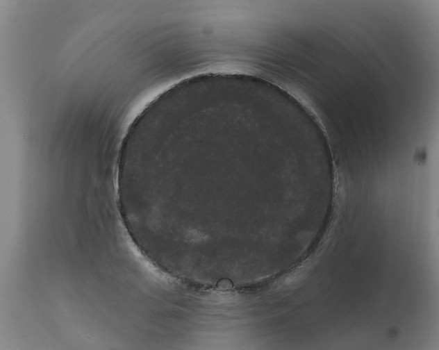 X0000111460935200907201110