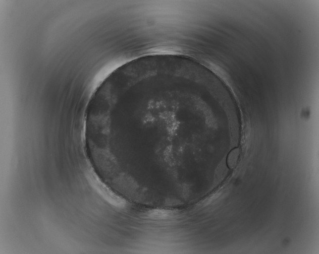 X0000111461179200907201106