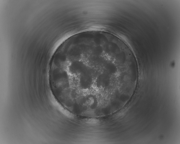 X0000111461235200907201106