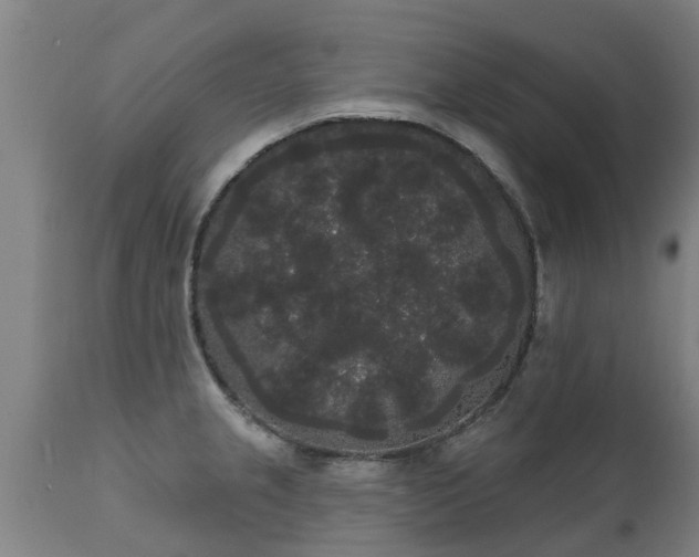 X0000111461237200907201106