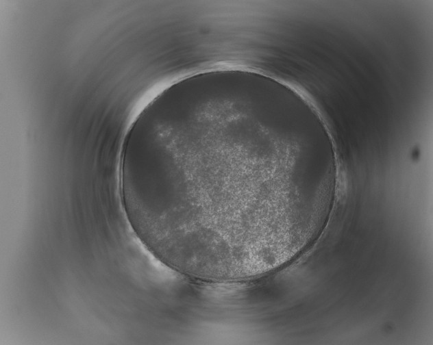 X0000111461294200907201104