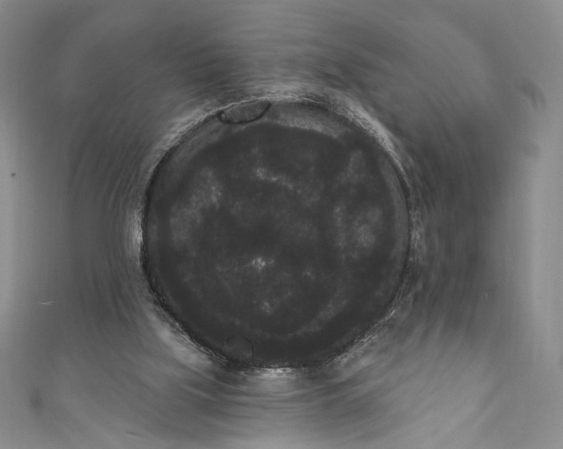 X0000111460059200907271259