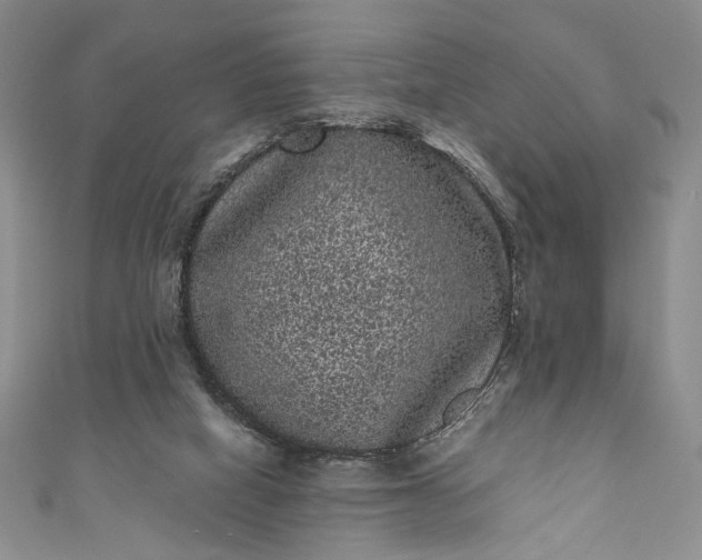 X0000111460066200907271259