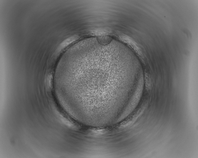 X0000111460071200907271259
