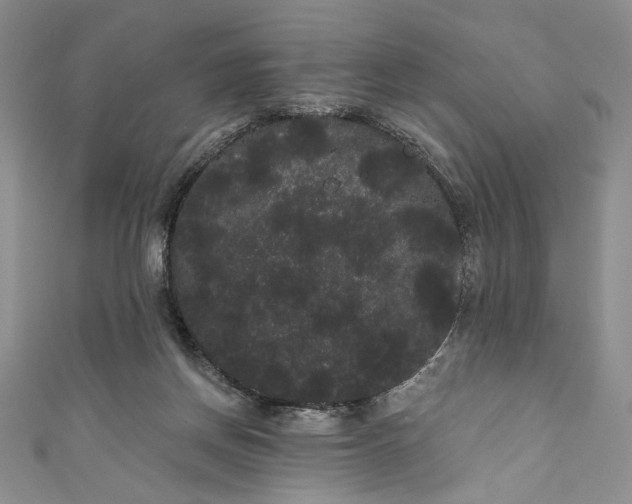 X0000111460166200907271258