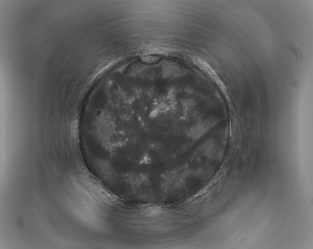 X0000111460249200907271257