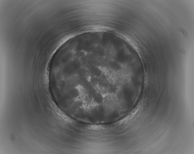 X0000111460835200907271250