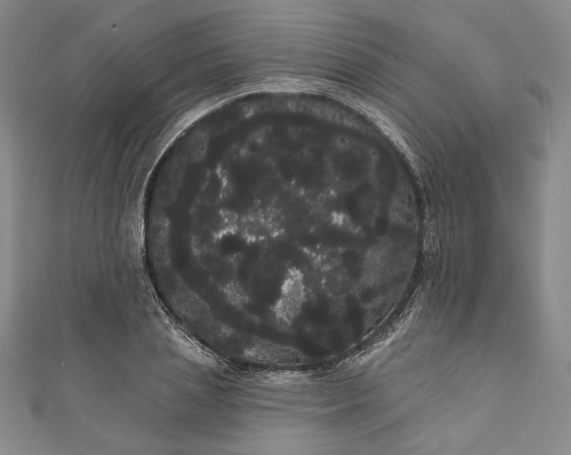 X0000111460837200907271250