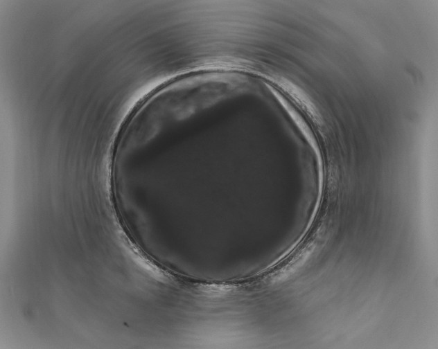 X0000111460854200907271250