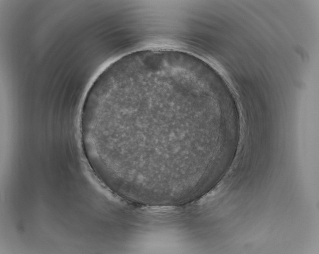 X0000111460864200907271250